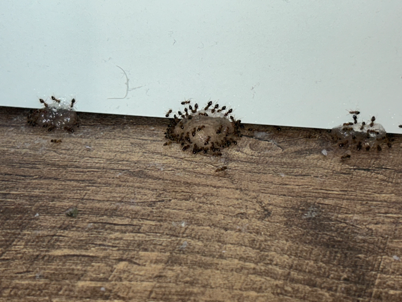 Plusieurs fourmis qui se nourrissent du gel empoisonné Plusieurs fourmis qui se nourrissent du gel empoisonné