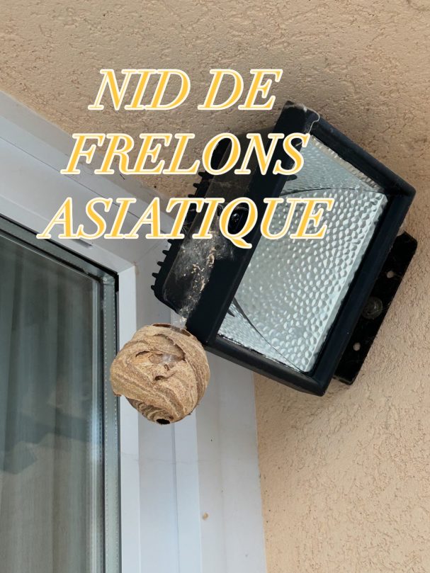 NID DE FRELON ASIATIQUE