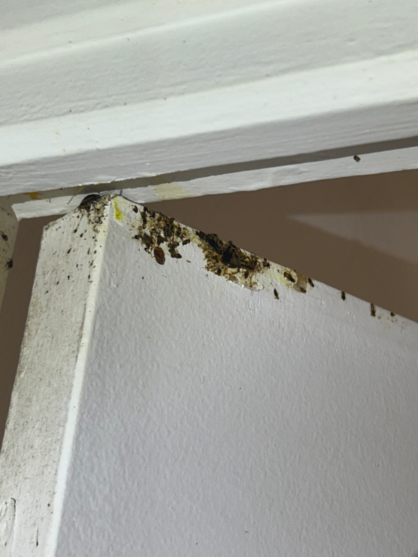 Grosse infestation de Blattes