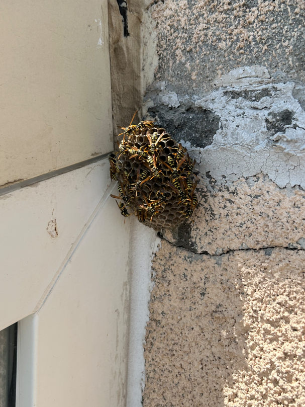 Nid de guêpes Nid de guêpes