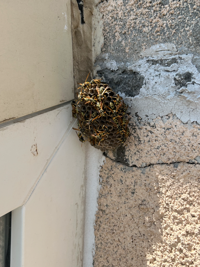 Petit nid de Guêpes