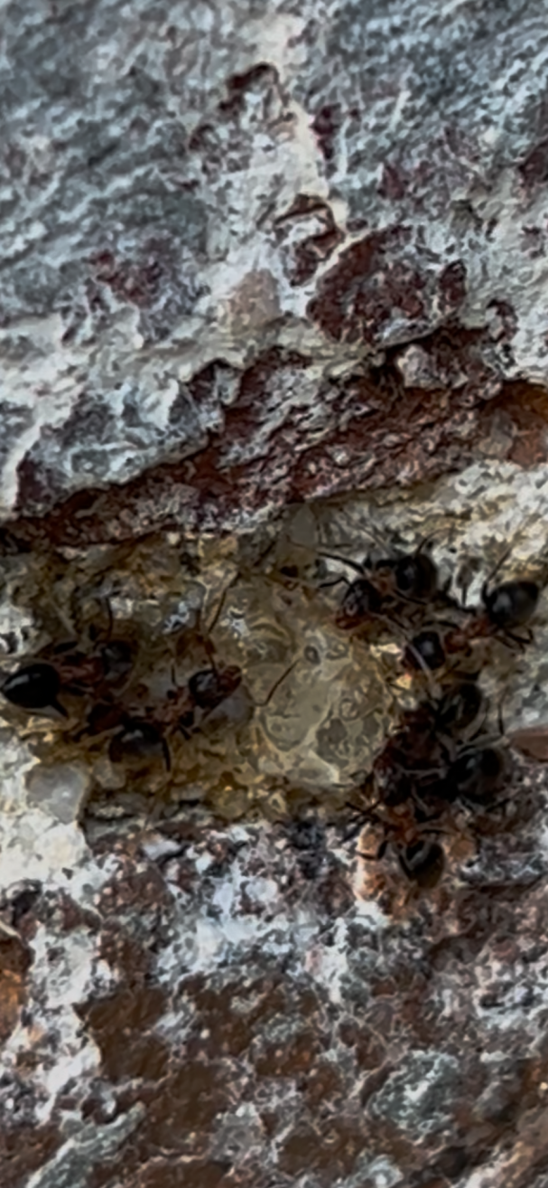 Fourmis charpentière qui mangent mon appât.